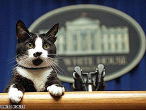 Socks The Cat